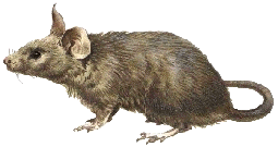 RAT